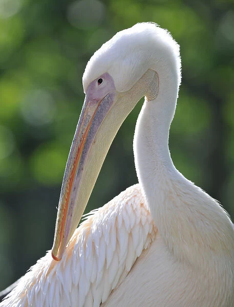 Great White Pelican -Pelecanus onocrotalus-, preening