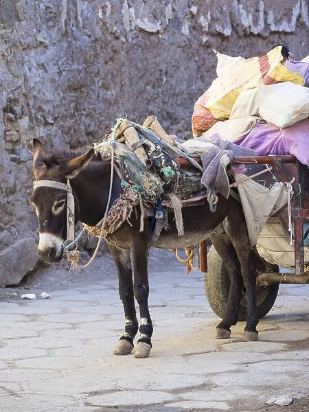 Pack donkey with a laden cart in the Medina, Marrakech, Marrakech-Tensift-Al Haouz, Morocco