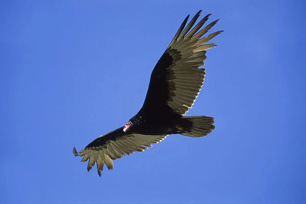 Turkey Vulture (Cathartes aura), Baja California, Mexico, North America