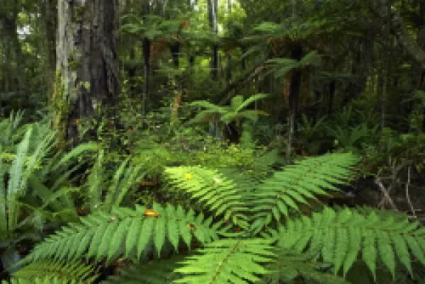 Buy New Zealand, Southland, The Catlins