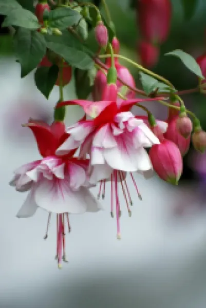 Buy Fuchsia 'Spion Kop'