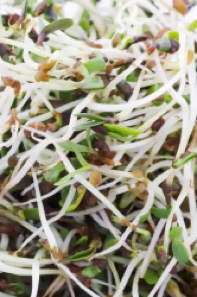 Buy Alfalfa sprouts