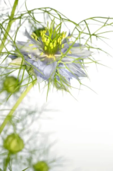 Buy Love in the mist flower (Nigella sp.)