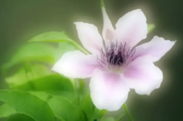 Buy Clematis (Clematis sp.)
