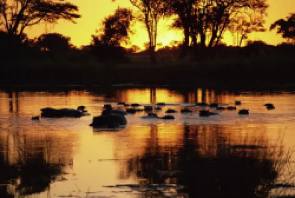 Buy Tranquil scene of a group of hippopotamus