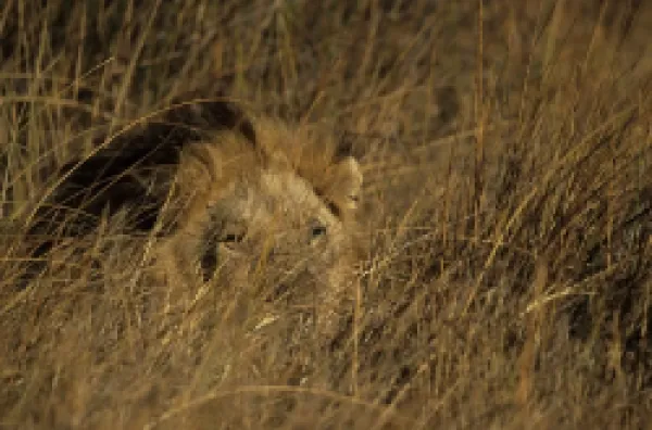 Buy Lion, Panthera leo