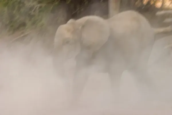 Buy African elephant
