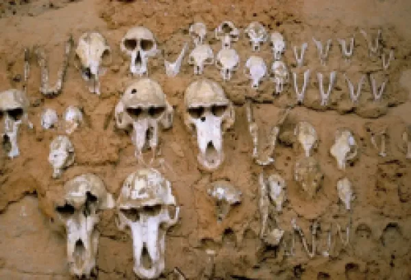 Buy Monkey skulls embedded in mud wall to protect against evil spirits