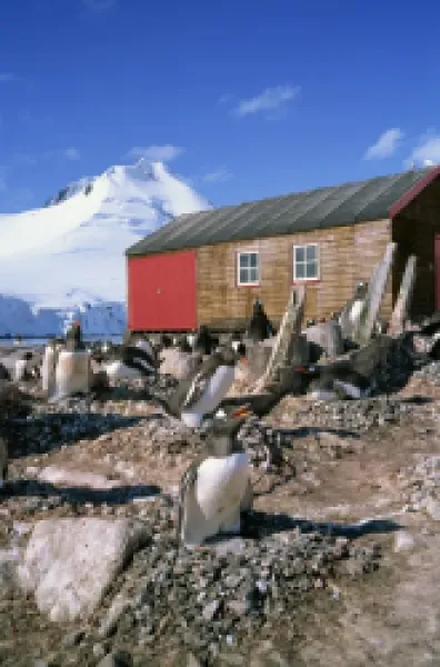 Buy Gentoo penguins on nests in front of the boat shed