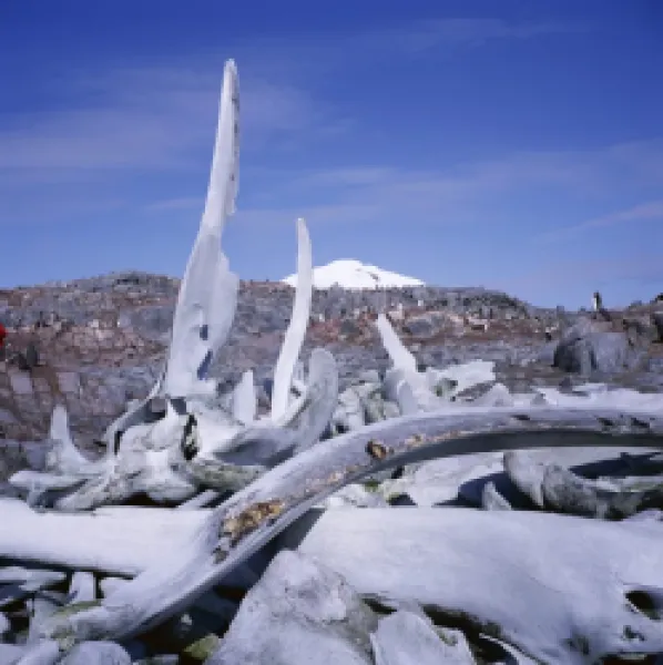 Buy Bones, relic of whaling industry