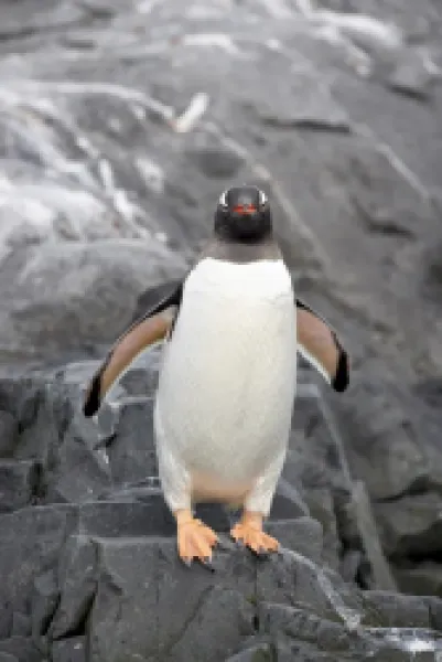 Buy Gentoo penguin (Pygoscelis papua)
