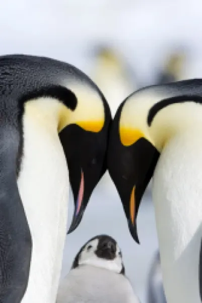 Buy Emperor penguins (Aptenodytes forsteri) and chick