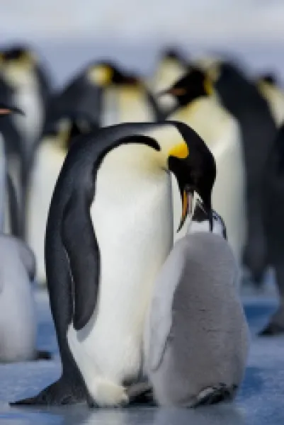 Buy Emperor penguin (Aptenodytes forsteri) and chick