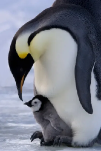 Buy Emperor penguin (Aptenodytes forsteri) and chick