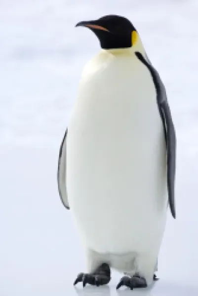 Buy Emperor penguin (Aptenodytes forsteri)