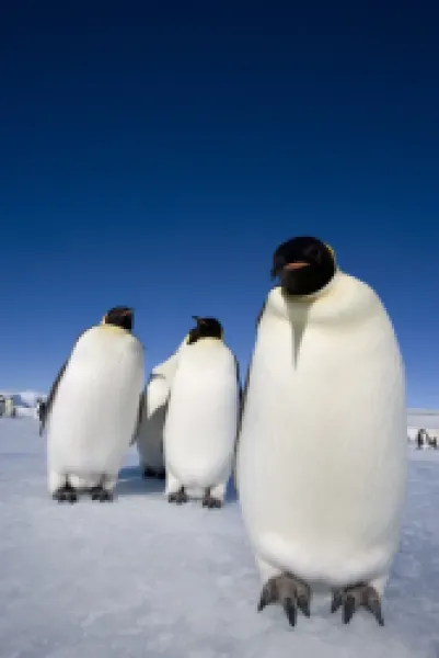 Buy Emperor penguins (Aptenodytes forsteri)