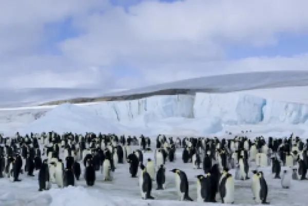 Buy Colony of Emperor penguins (Aptenodytes forsteri)