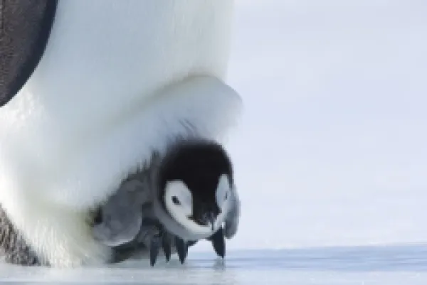 Buy Emperor penguin chick (Aptenodytes forsteri)