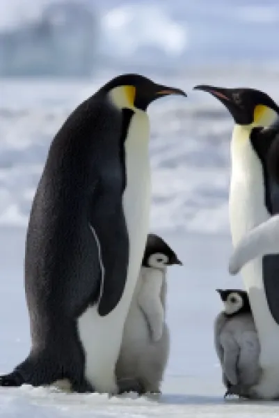 Buy Emperor penguins (Aptenodytes forsteri) and chicks
