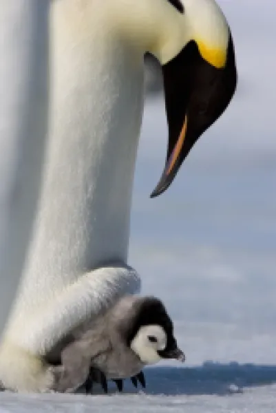 Buy Emperor penguin (Aptenodytes forsteri) and chick