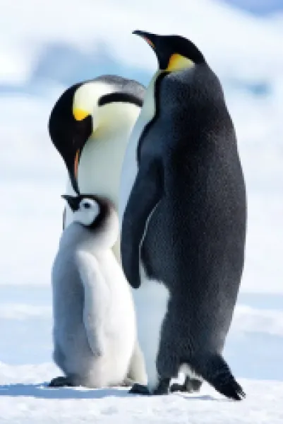 Buy Emperor penguins (Aptenodytes forsteri) and chick