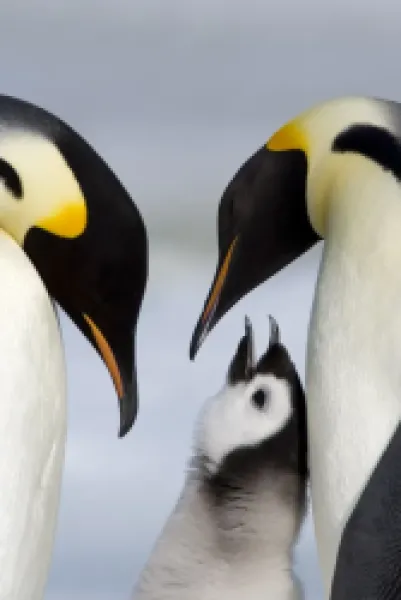Buy Emperor penguins (Aptenodytes forsteri) and chick