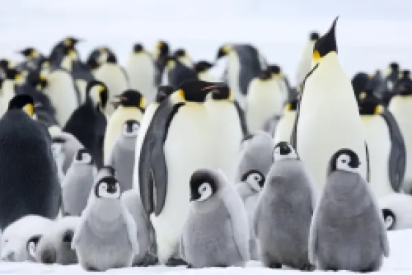 Buy Emperor penguins (Aptenodytes forsteri) and chicks