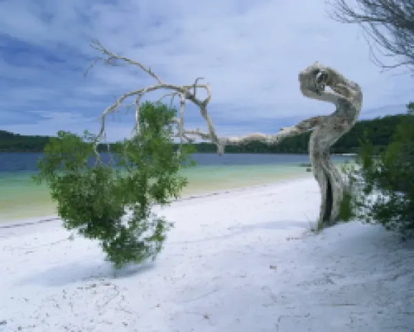 Buy Wind blown tree on beach of Lake Birrabee