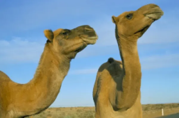 Buy Arabian camels (Camelus dromedarius)