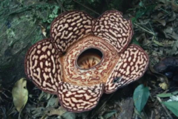 Buy Close-up of the Rafflesia