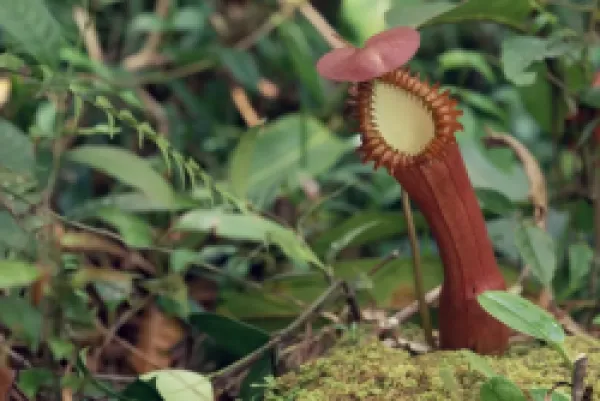 Buy Insectivorous Pitcher plant, Borneo, Asia