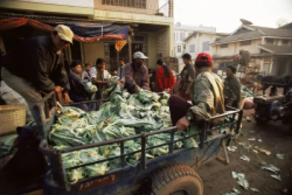 Buy Cauliflower delivery