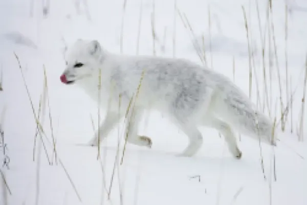 Buy Arctic fox (Alopex lagopus) running in snow