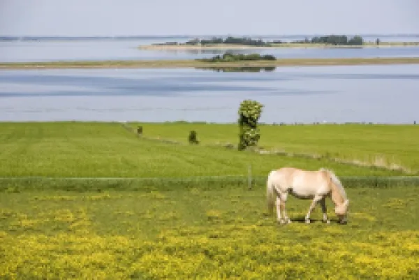 Buy Horses, Aero Island