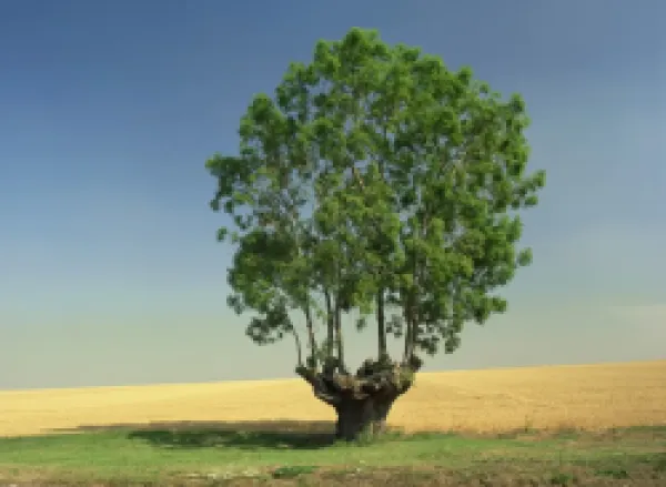 Buy A single ancient tree in farmland near Ely in Cambridgeshire