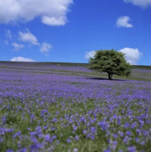 Buy Dartmoor