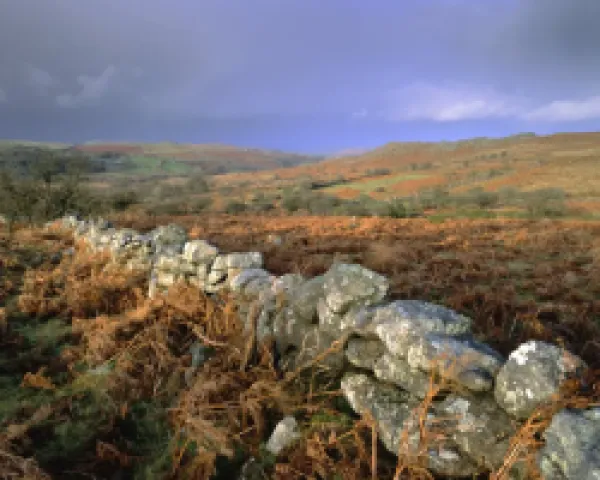 Buy Dry stone wall