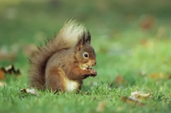 Buy Red squirrel (Sciurus vulgaris)