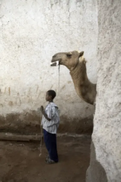 Buy A boy walks his camel through one of the 368 alleyways