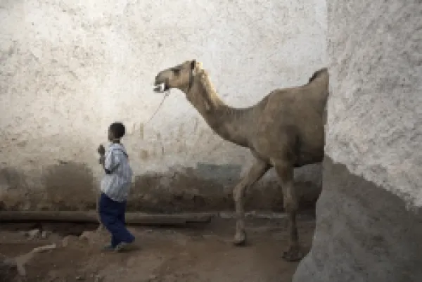 Buy A boy walks his camel through one of the 368 alleyways