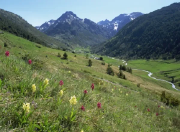 Buy Wild orchids (Dactyorhiza sambucina)