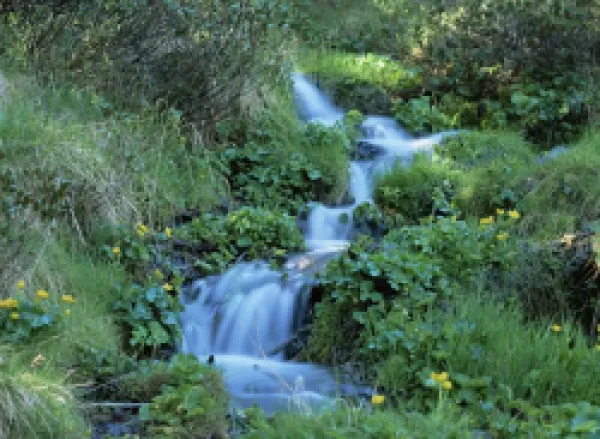 Buy Marsh marigolds (Caltha palustris) by mountain stream