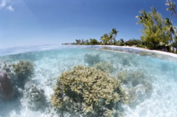 Buy Fakarawa, Tuamotu archipelago