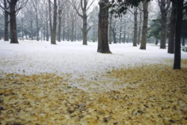 Buy Winter scene
