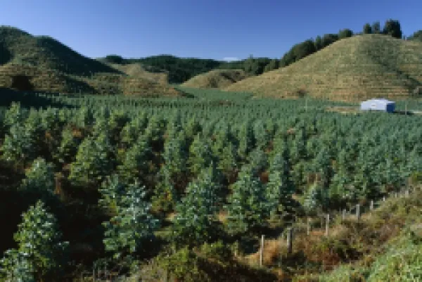 Buy Tree plantation north of Rotorua in the Bay of Plenty region