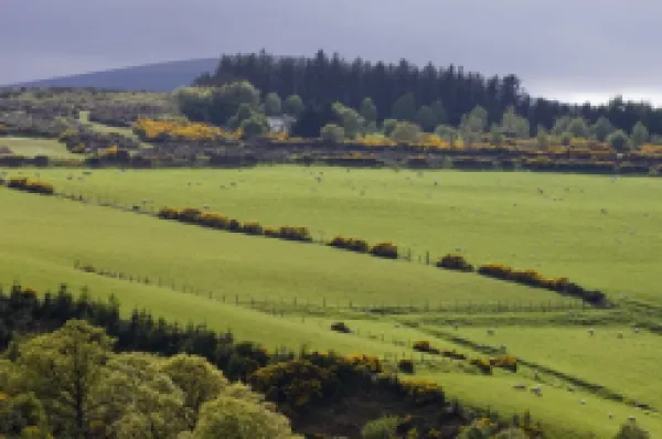Buy County Wicklow