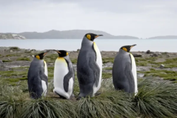 Buy Four king penguins (Aptenodytes patagonica) on tussock-grass nests
