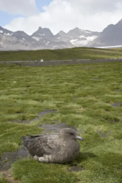 Buy Antarctic skua or brown skua (Catharacta skua lonnbergi)