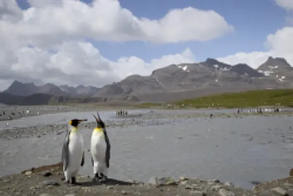 Buy King penguin (Aptenodytes patagonica) pair next to a stream