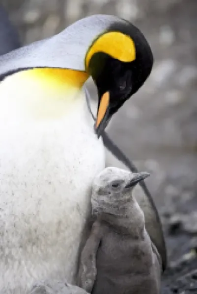 Buy King penguin (Aptenodytes patagonica) adult and first season chick